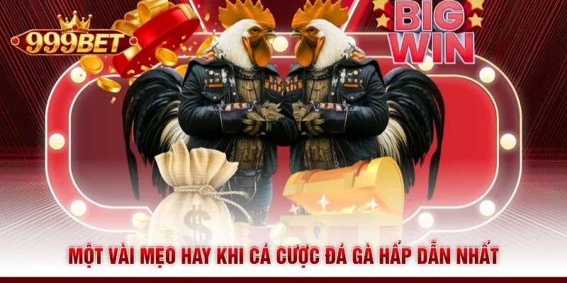 Một vài mẹo hay khi cá cược đá gà hấp dẫn nhất